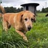 Charlie-freundlicher Senior sucht ein ruhiges Zuhause