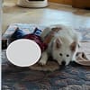 Über Ghost  Traumhund sucht Traumzuhause