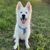 Über Ghost  Traumhund sucht Traumzuhause