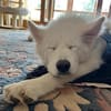 Über Ghost  Traumhund sucht Traumzuhause