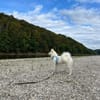 Über Ghost  Traumhund sucht Traumzuhause