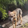 🐾 Josy sucht ihr Zuhause 🏡❤