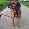 Lebensfroher Shaggy sucht seinen Jackpot!