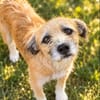 Romy sucht ein empathisches Zuhasue