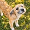 Romy sucht ein empathisches Zuhasue