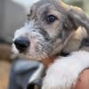 Lumi - verspielt, tollpatschig, neugieriges Hundekind