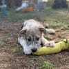 Lumi - verspielt, tollpatschig, neugieriges Hundekind