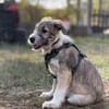 Lumi - verspielt, tollpatschig, neugieriges Hundekind