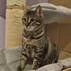 Mercy sucht ein liebevolles Zuhause