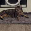 Mercy sucht ein liebevolles Zuhause