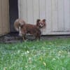 Yuki, nur für erfahrene Besitzer