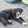 Isolde sucht ihre Menschen