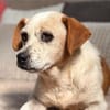 Heidi - bereit für ein gemütliches Zuhause