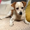 Heidi - bereit für ein gemütliches Zuhause