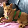 Roy2 sucht sein Zuhause - NEUIGKEITEN!!!