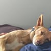Roy2 sucht sein Zuhause - NEUIGKEITEN!!!
