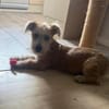 FRODO SUCHT SEINE MENSCHEN
