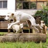 Okley wartet in der Tierherberge Donzdorf