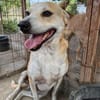 BENJI, kleiner, lustiger Hundemann