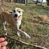 BENJI, kleiner, lustiger Hundemann