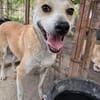 BENJI, kleiner, lustiger Hundemann