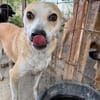 BENJI, kleiner, lustiger Hundemann