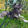 Agora1, verschmust/klug, sucht Zuhause. NEUE FOTOS!!!!!!!