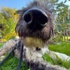 Agora1, verschmust/klug, sucht Zuhause. NEUE FOTOS!!!!!!!