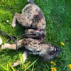 Agora1, verschmust/klug, sucht Zuhause. NEUE FOTOS!!!!!!!