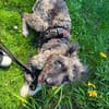 Agora1, verschmust/klug, sucht Zuhause. NEUE FOTOS!!!!!!!