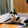 Nehmen Sie Santina bei sich auf?