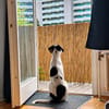 Nehmen Sie Santina bei sich auf?