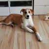 FRASSINO KANN VIEL LIEBE GEBEN