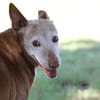 Zeta1, Traumhund!,  sucht seine Familie - NEUE FOTOS - VIDEO