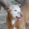 Zeta1, Traumhund!,  sucht seine Familie - NEUE FOTOS - VIDEO