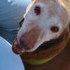 Zeta1, Traumhund!,  sucht seine Familie - NEUE FOTOS - VIDEO