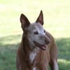 Zeta1, Traumhund!,  sucht seine Familie - NEUE FOTOS - VIDEO