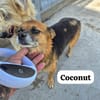 Coconut konnte dem animal-hoarding entkommen