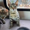 Verspieltes Kitten- Franzi