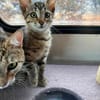 Verspieltes Kitten- Franzi