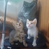 Verspieltes Kitten- Franzi