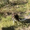 Sami - aus der Hölle fehlt der Sprung ins Glück