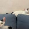 Fröhliche FIV+ Kiki