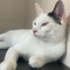 Fröhliche FIV+ Kiki
