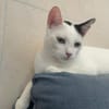 Fröhliche FIV+ Kiki
