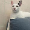 Fröhliche FIV+ Kiki