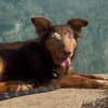 TOMETTE
