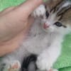 Romek