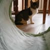 Cleo