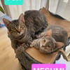 YUJI ET MEGUMI À ADOPTER ENSEMBLE